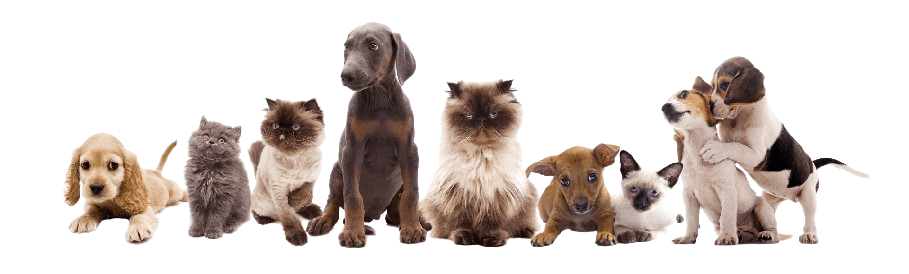 Mascotas LunaPet